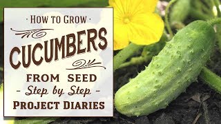 ★ How to Grow Cucumbers from Seed A Complete Step by Step Guide [upl. by Arte]