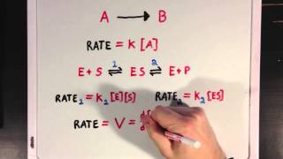 An Introduction To Enzyme Kinetics [upl. by Brandwein]