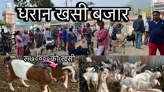 DHARAN KHASI BAZARरू७०००० को खसी🐐Goats Market In Nepal youtubenambindbdharanmarketvideogoats [upl. by Jehovah]