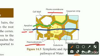 Pathway of water absorbed by roots in tamilStd 10apoplast and symplast pathway [upl. by Yentrac236]