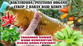 MANFAAT DAUN MINT PADA TANAMANCARA MUDAH BUAT BAKTERISIDA DAUN MINT amp CABAI [upl. by Aromat]