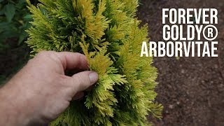 All About Forever Goldy® Arborvitae  Great Border Plant [upl. by Hayouqes]