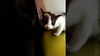 Baby Cat Meowing shorts cats kucing shortsfeed [upl. by Yseult]