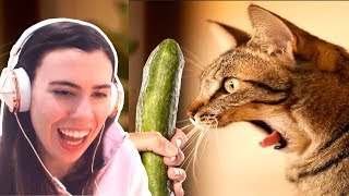 TRY NOT TO LAUGH  FUNNY CATS PRANKED WITH CUCUMBERS COMPILATION [upl. by Hewart43]