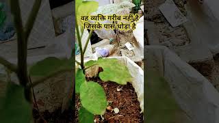 Terrace garden motivation care tips greenfield how to easy grow plant 🌱 [upl. by Dewitt]