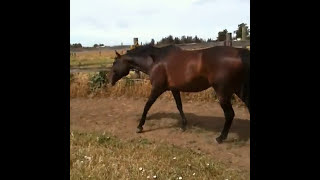 Round Penning An Aggressive Horse That Kicks amp Rears  Rick Gore Horsemanship [upl. by Ahseki]