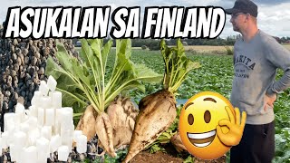 ASUKALAN SA FINLAND  COUNTRYSIDE LIVING  THE LINDEMANS [upl. by Uund]