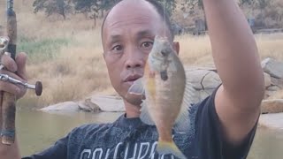 Fishing bluegill catfish at Millerton Lake catch and cook [upl. by Edaj]