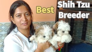 shih tzu breed dog price  kci registered shih tzu breeders in india  SWEETDEZELA KENNELS Surat [upl. by Aneryc]