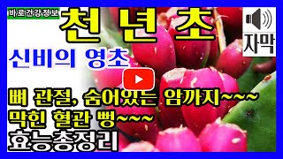 🌵천년초 효능 10가지🏜️천년초 먹는 법 천년초 부작용❤️천년초 완벽정리❤️ [upl. by Reace497]