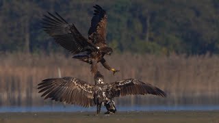 4K Bieliki  dzień drugi  Whitetailed eagles  day 2  Haliaeetus albicilla [upl. by Annamarie723]