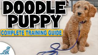 A Complete Guide To Doodle Puppy Training [upl. by Adolpho]