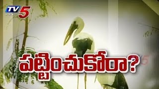 Kolleru Lake in Danger  Kolleru Seems to be desert  TV5 News [upl. by Ecaj476]