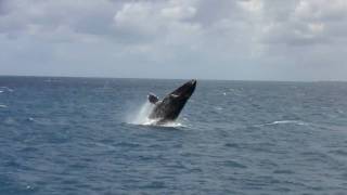 Humpback Whale Megaptera novaeangliae jumping [upl. by Chud]