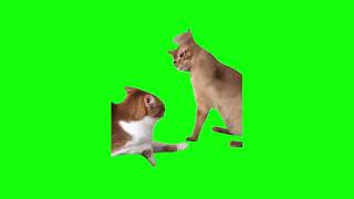 Green Screen Cat Hits Another Cat Meme  Kedinin Kafasına Vuran Kedi Yeşil Perde shorts [upl. by Sachs]