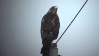 野鳥撮影・ サシバ 幼鳥 Greyfaced buzzard [upl. by Inaliel]