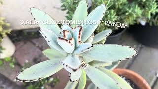 How to propagate Kalanchoe Tomentosa [upl. by Htrowslle107]