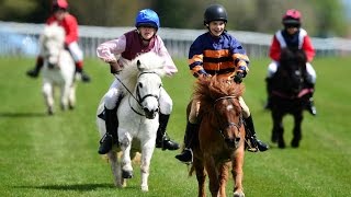 Shetland pony racing [upl. by Amaris823]