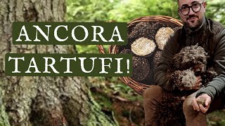 SUPER RACCOLTA TARTUFO NERO UNCINATO CON COCO TARTUFO TARTUFI TARTUFONEROUNCINATO eccellenza [upl. by Wolram]