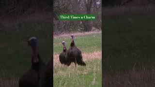 Iowa Turkey Shootout hunting turkeyhunting gobblegobble outdoors [upl. by Glenden594]