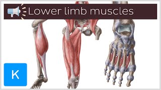 9 lower limb muscles youll want to know how to pronounce  Anatomical Terms Pronunciation by Kenhub [upl. by Jenkel]