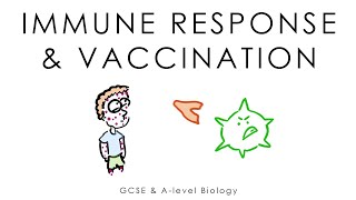 Viruses Immune System amp Vaccines  Biology GCSE amp Alevel [upl. by Glynas]