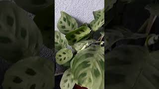 Maranta plant [upl. by Dalton]