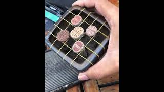 Best technique to report lithops plant lithops succulent repotting repottechniqueshorts [upl. by Talich]