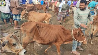 আজ ১৭ নভেম্বর ২৪  কুমিল্লার খামারী কেমন দামে হাড্ডিসার কিনছেন আমবাড়ি হাটে [upl. by Fawcette]