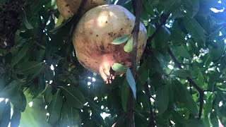 How to prepare a Home vegetable 🥦🥕 Garden [upl. by Houlberg]