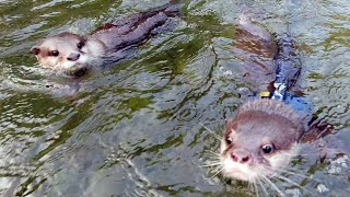 Its Kotaro Hana And Aty The otters swim all over the Doshi River Otter life day 345 [upl. by Carmela]