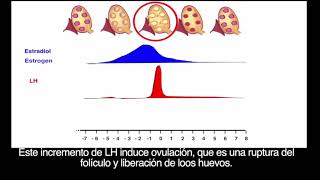 Estrus Detection Methods for Horses provided by eXtension [upl. by Toscano420]