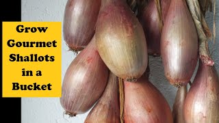 Grow Gourmet Shallots in a bucket Plant a dozen shallots get a dozen shallots in return [upl. by Kenweigh113]