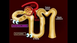 Memo 8A DIURETICI attivi nel TUBULO CONTORTO PROSSIMALE come agiscono e quandocome usarli [upl. by Oitaroh]