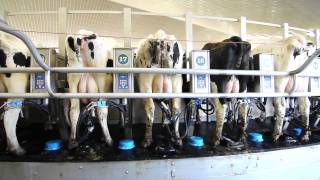 Dairymaster Swiftflo Revolver Rotary Parlour [upl. by Selia]