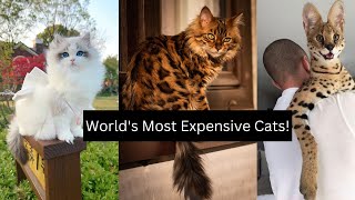 Worlds Most Expensive Cats [upl. by Laughton]