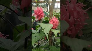 Justicia carnea flower plant at Sikkim india for your garden 💚 [upl. by Rosati]