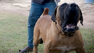 Strong Boerboel charges at camera [upl. by Lashonda]