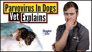 You NEED To Do This If You Want To Save Your Dog Suffering From Parvo  Vet Explains [upl. by Gardell]