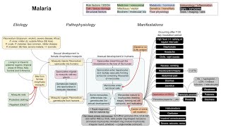 Malaria mechanism of disease [upl. by Dihahs]