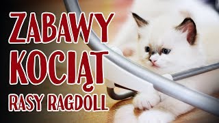 Kocięta Ragdoll i niemowlę [upl. by Lelith]