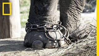 Unchaining Captive Elephants in Nepal  National Geographic [upl. by Alehcim595]