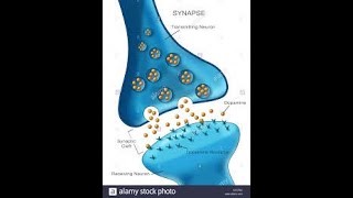 Synapse EPSP  IPSP Spike Potential Synaptic summation Synaptic facilitation [upl. by Allenrac]