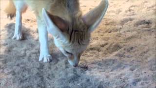 Zoo Stuttgart  Wilhelma Fenneks bekommen Heuschrecken [upl. by Neetsuj]