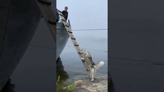 Smart Husky climbs ladder to board boat with people [upl. by Evante]