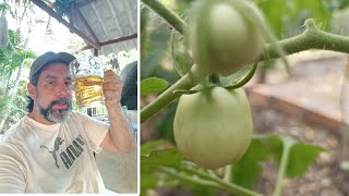 Abonar Tomates con Un solo ingrediente  Fertilizar Tomates efectivamente [upl. by Delora]