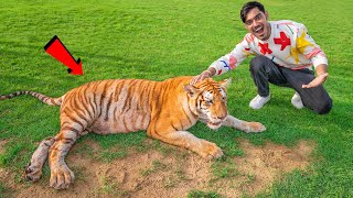 I Touched a Real Tiger😱  अगर इसने हमला किया तो खेल खतम🥵  100 Real But Dangerous [upl. by Raddatz311]