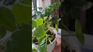 Easy heart leaf philodendron propagation and soil mix [upl. by Ib]