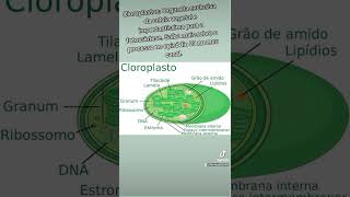 Cloroplastos  organela exclusiva da célula vegetal [upl. by Ahsoet]