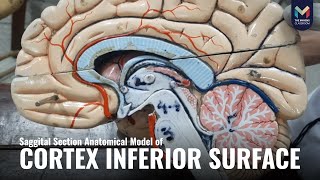 Complete Visual Description of Inferior Surface of Cerebral Cortex  The Mavens [upl. by Ajad]